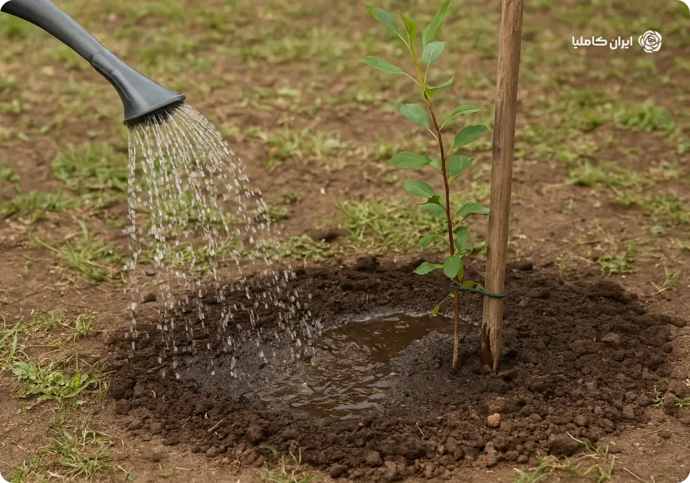 مزایای نهال پایه رویشی